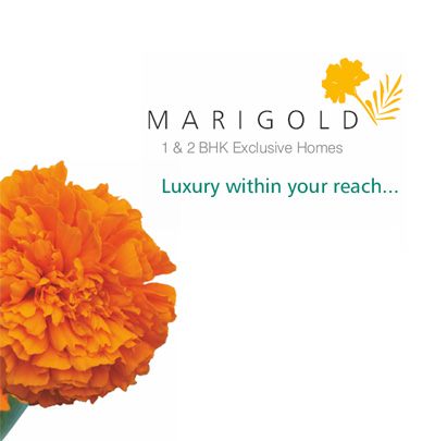 Marigold